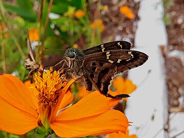 Urbanus Proteus polinizating a Sulphur Cosmos.jpg