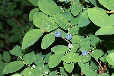 Vaccinium ovalifolium