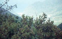 Vaccinium padifolium bushes on a slope in front of a view towards São Vicente.