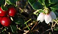 Fruit and flower at the same time