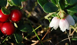 Lingon och lingonblommor