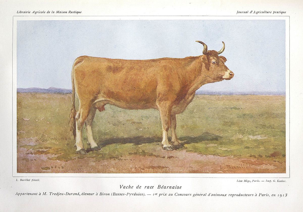 Vache, Wiki Animaux