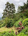 Vallée de Cocora