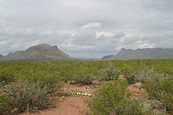 Landskap nära Van Horn, Texas, Chihuahuaöknen, växtligheten domineras av kreosotbuskar.