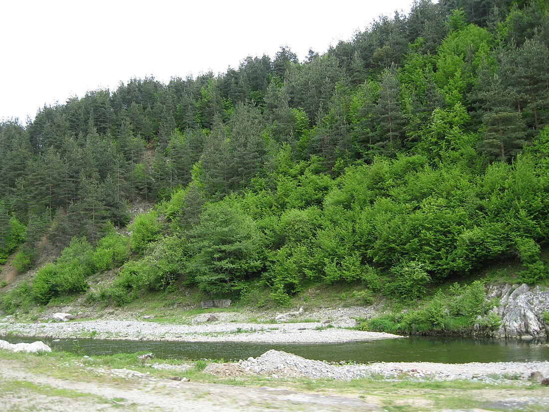 Varbitsa (river)