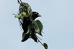 Vieillots black weaver.jpg