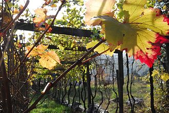 Baratuciat grapes growing in a pergola. VignaBaratuciatRivera 11-2012.jpg