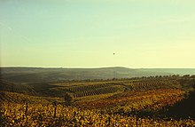 Vineyards in Ialoveni district, Moldova Vineyards of Moldova (1985). (27367336210).jpg