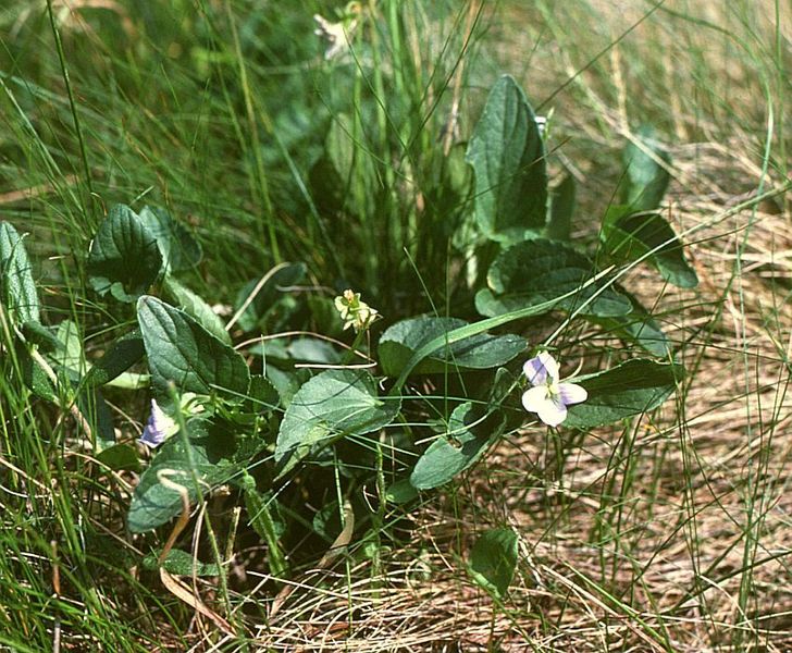 File:Viola canina montana.jpg