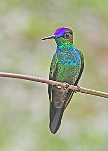 Violet-fronted Brilliant 2 JCB.jpg