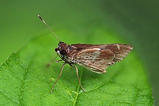 <i>Monca crispinus</i> Species of butterfly