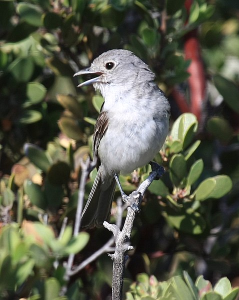 File:Vireo vicinior.jpg