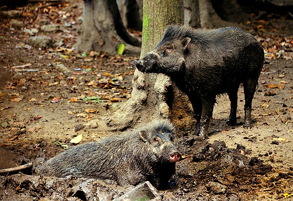 A pair of Visayan Warty Pigs photographed at a wallow on the island of Negros in the Philippines.