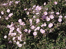 Visio de Cistus parviflorus.JPG