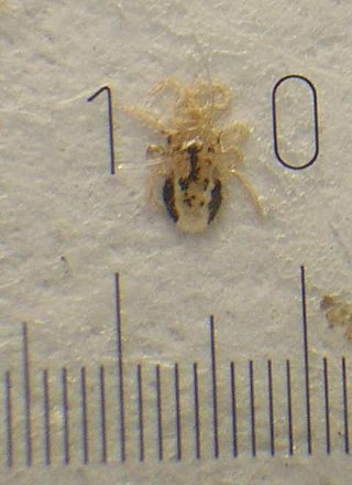 <i>Ornithonyssus</i> Genus of mite