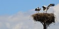 Vol'a Storks' Nest View I