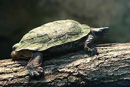 Bosbeekschildpad
