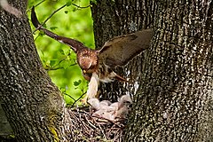 Red-tailed hawk in nest