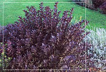 Weigela florida 'Wine & Roses': included in the periphery are dwarf Indian hawthorn, English lavender, and sword fern Weigela foliage in garden.jpg