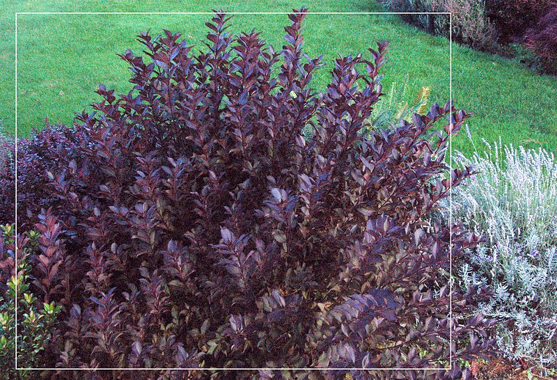 File:Weigela foliage in garden.jpg