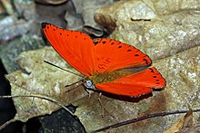 Western red glider (Cymothoe mabillei).jpg