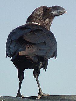 White-necked Raven Corvus albicollis Tanzania 3909 cropped Nevit.jpg