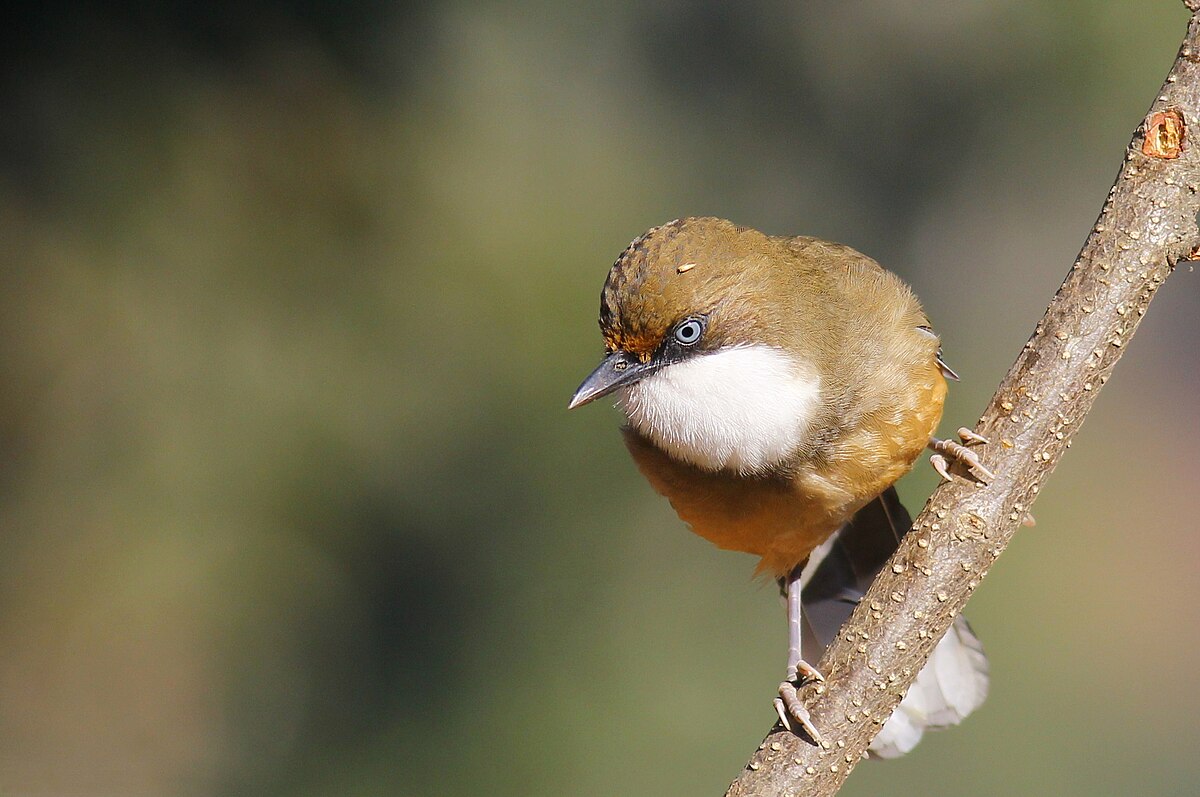 White throated