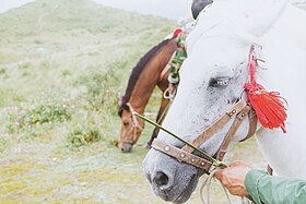 Illustrasjonsbilde av artikkelen Guizhou (hest)