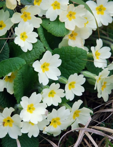 File:Wild Primroses - geograph.org.uk - 423543.jpg