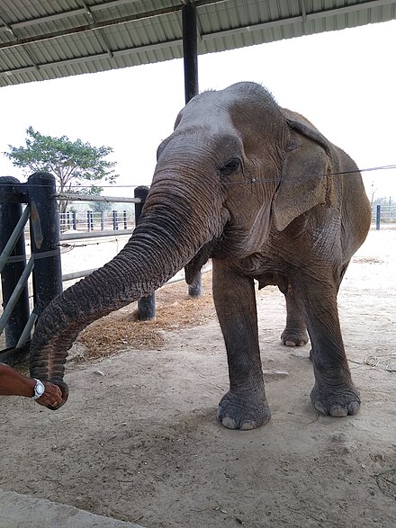 Feeding an elephant at Wildlife Friends Foundation Thailand