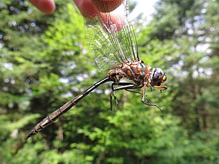 <i>Somatochlora williamsoni</i> Species of dragonfly