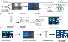 "BacCam" demonstrates encoding and storing data into bacterial DNA without new DNA synthesis by recording light exposure. Workflow of BacCam ("biological camera") that captures and stores small images into DNA via encoding with light.webp