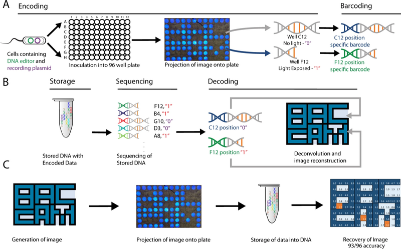 File:Workflow of BacCam ("biological camera") that captures and stores small images into DNA via encoding with light.webp
