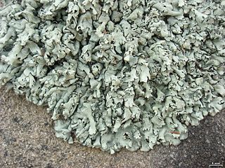 <i>Xanthoparmelia cumberlandia</i> Species of lichen found in North America