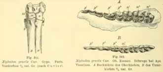 Illustrations of the front foot (left) and dentition (right) of X. gracilis, 1891-1893 Xiphodon gracilis front foot dentition illustration.png