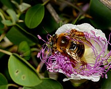 Xylocopa olivieri on Capparis 3.jpg