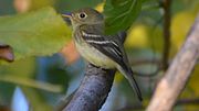 Thumbnail for File:Yellow-bellied Flycatcher (8117811411).jpg