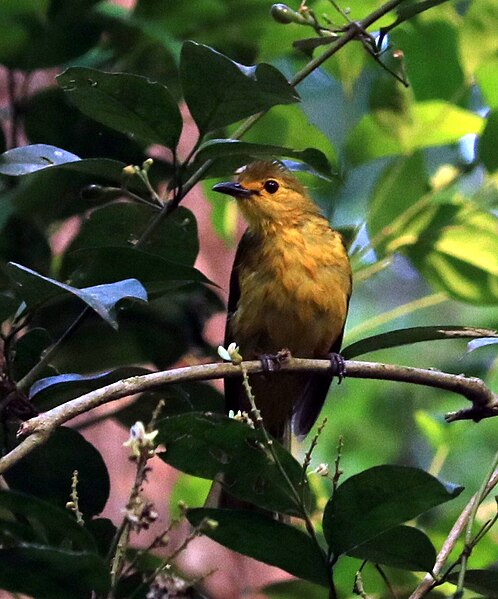 File:Yellow-browed Bulbul from Arippa, Kerala.jpg