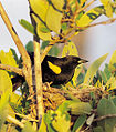 Yellow-shouldered Blackbird.jpg