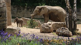 Afrikanischer Elefant mit Jungtier