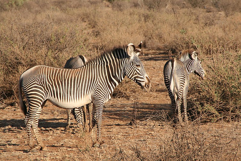 File:Zebre grevy.jpg