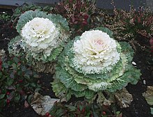 Der Zierkohl (Brassica oleracea var. acephala) 220px-Zierkohl