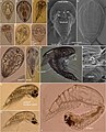 2022年6月3日 (金) 14:29時点における版のサムネイル