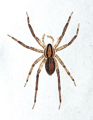 <i>Zora spinimana</i> Species of spider