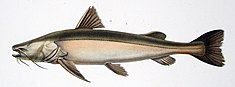 Zungaro zungaro ou manguruyú. Les mâles atteignent assez régulièrement 160 cm de long et peuvent peser pas moins de 150 kg[33]. Il lui arrive de renverser la barque de ses poursuivants.