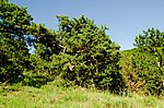 Dry grass area in the area of ​​the Ried Höhereck