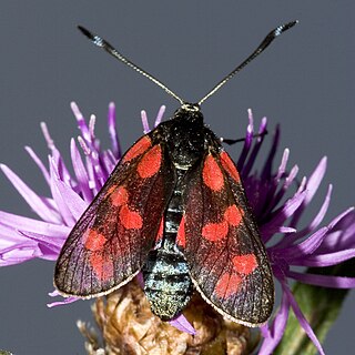 <span class="mw-page-title-main">Zygaenoidea</span> Superfamily of moths