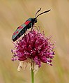 Zygaena sp. à Pen-er-Malo.