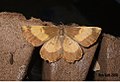 (1924) Orange Moth f.corylaria - Female (Angerona prunaria) (3184315283).jpg