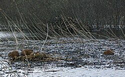 Ондатры. Тверская область.jpg